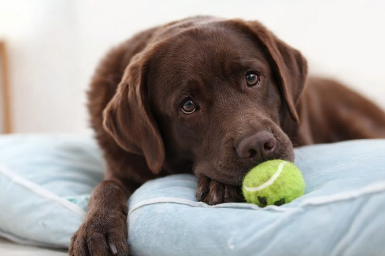 Labrador marrom descansando com sua bola de tênis — pronto para brincar ou apenas curtir um momento tranquilo.