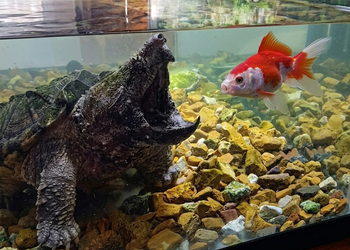 the Alligator Snapping Turtle (left) with its wide-open mouth facing the goldfish (right). The tank bed is also more clearly visible.