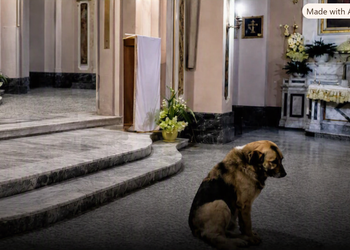 Cachorro deitado pacificamente em frente ao altar de uma igreja histórica na Itália durante a missa.