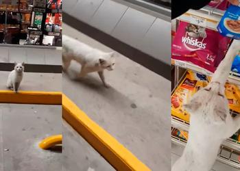 Gato branco em pé no corredor de supermercado olhando para a prateleira de rações e petiscos.