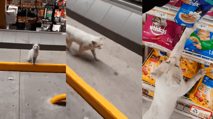 Gato branco em pé no corredor de supermercado olhando para a prateleira de rações e petiscos.